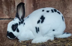 Černý a strakatý rex