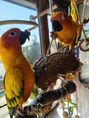 Prodám pár aratingy sluneční - POUZE JAKO MAZLÍČKY