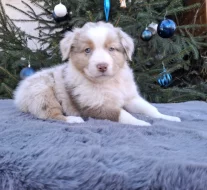 Australský ovčák s PP