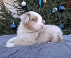 Australský ovčák s PP