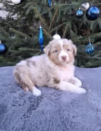 Australský ovčák s PP