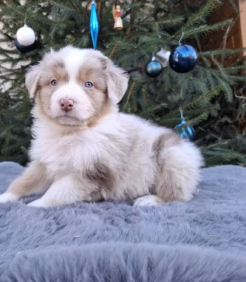 Australský ovčák s PP