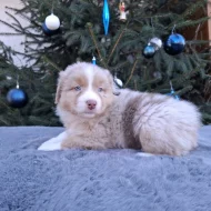 Australský ovčák s PP