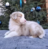 Australský ovčák s PP