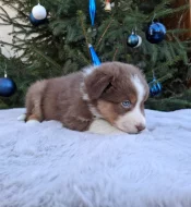 Australský ovčák s PP