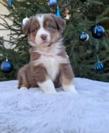 Australský ovčák s PP