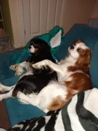 Štěňata Kavalír King Charles španěla