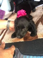 Štěňata kokršpaněla