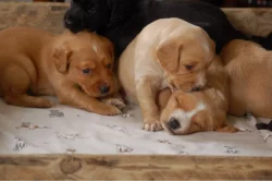 Štěňata kokršpaněla