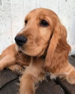 Štěňata kokršpaněla