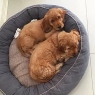 Štěňata kokršpaněla