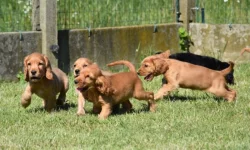 Štěňata kokršpaněla