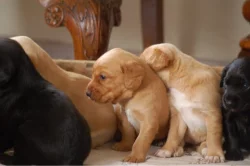 Štěňata kokršpaněla