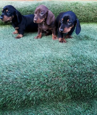 Štěňata jezevčíka