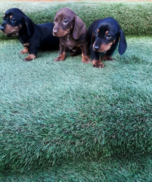 Štěňata jezevčíka