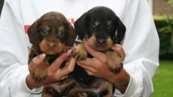 Štěňata jezevčíka