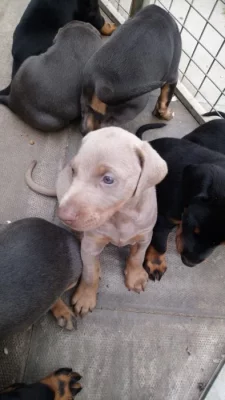 Štěňata dobermana