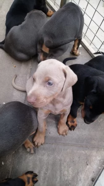 Štěňata dobermana