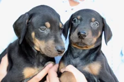 Štěňata dobermana