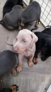 Štěňata dobermana