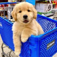 Štěňata zlatého retrívra