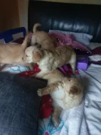 Štěňata zlatého retrívra