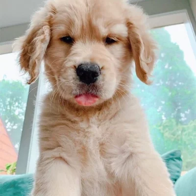 Štěňata zlatého retrívra