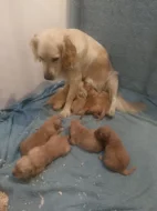 Štěňata zlatého retrívra