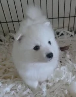 Štěňata japonského špice