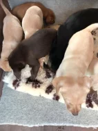 Štěňata labradorského retrívra