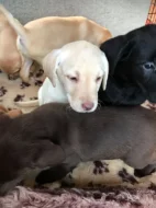 Štěňata labradorského retrívra