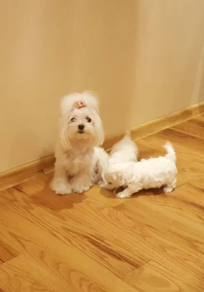 Štěňata maltézského ovčáka