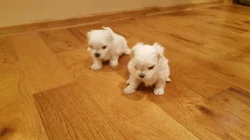 Štěňata maltézského ovčáka