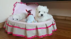 Štěňata maltézského ovčáka