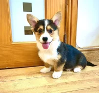 Štěňata velšského corgi pembroke
