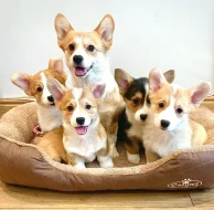 Štěňata velšského corgi pembroke