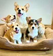 Štěňata velšského corgi pembroke