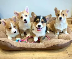 Štěňata velšského corgi pembroke