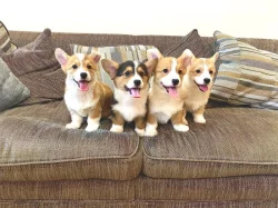 Štěňata velšského corgi pembroke