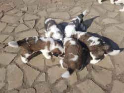 Štěňata bernardýna