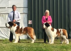 Štěňata bernardýna