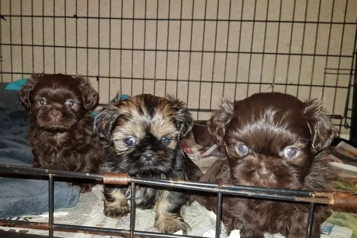 Štěňata Shih Tzu