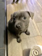 Štěňata stafordšírského bulteriéra