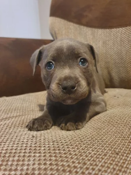 Štěňata stafordšírského bulteriéra