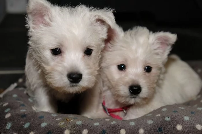 Štěňata west highland teriéra