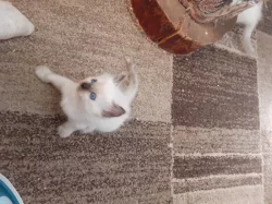 Koťátka plemene Ragdoll k dispozici