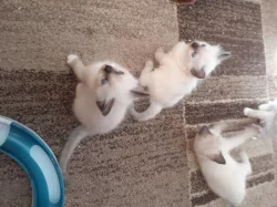 Koťátka plemene Ragdoll k dispozici