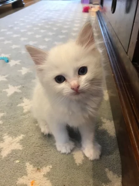 Koťátka plemene Ragdoll k dispozici