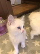 Koťátka plemene Ragdoll k dispozici