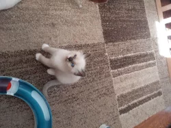 Koťátka plemene Ragdoll k dispozici
